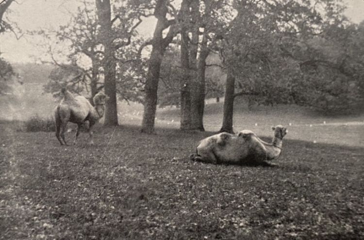 Bactrian camels Antoniny Potocki, 1911